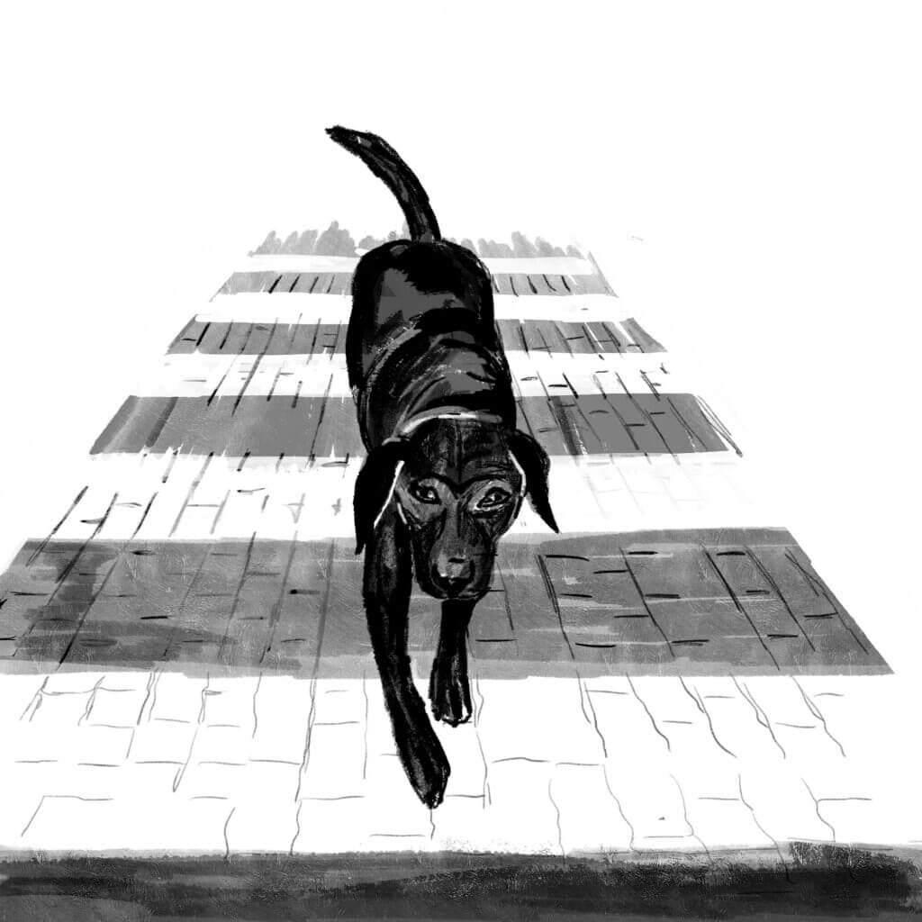 Woodrow de labrador loopt over zebrapad