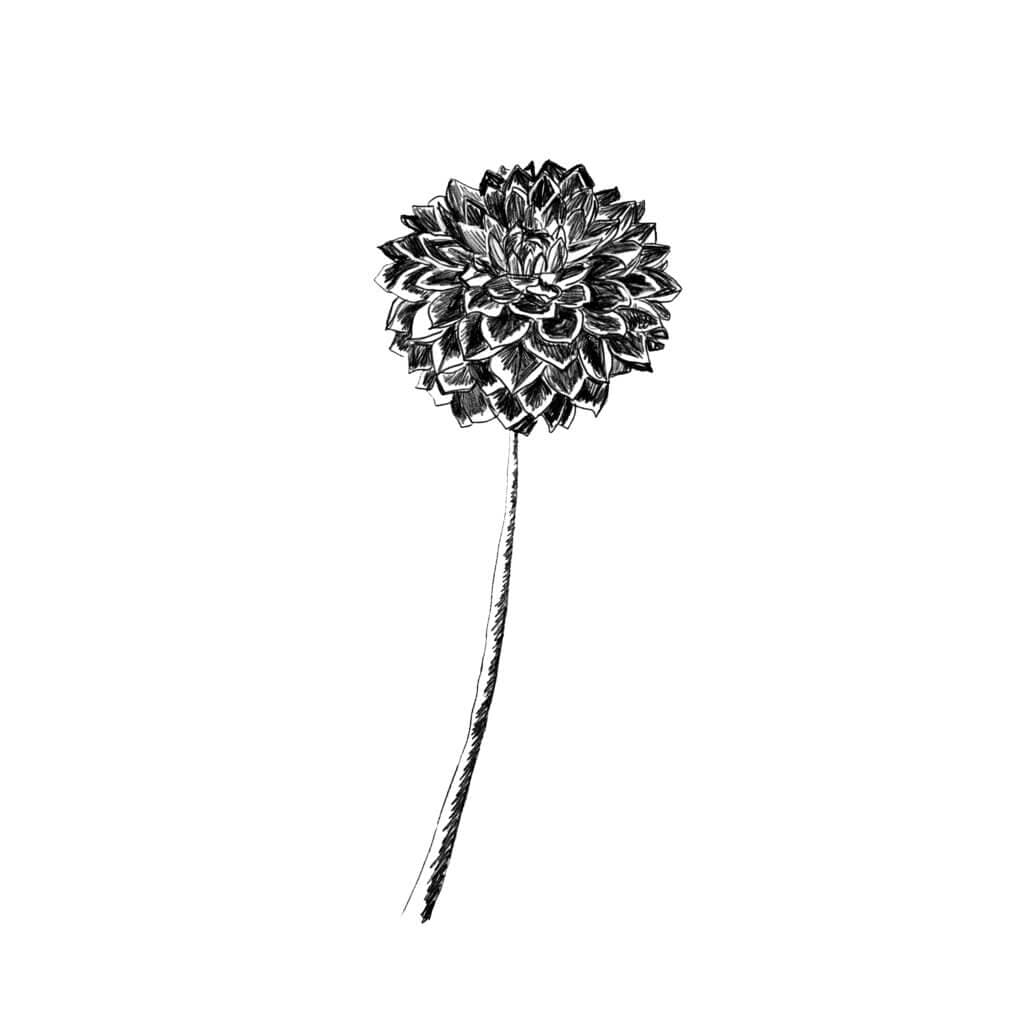 Dahlia