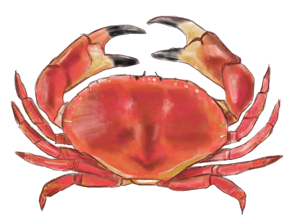 Krab
