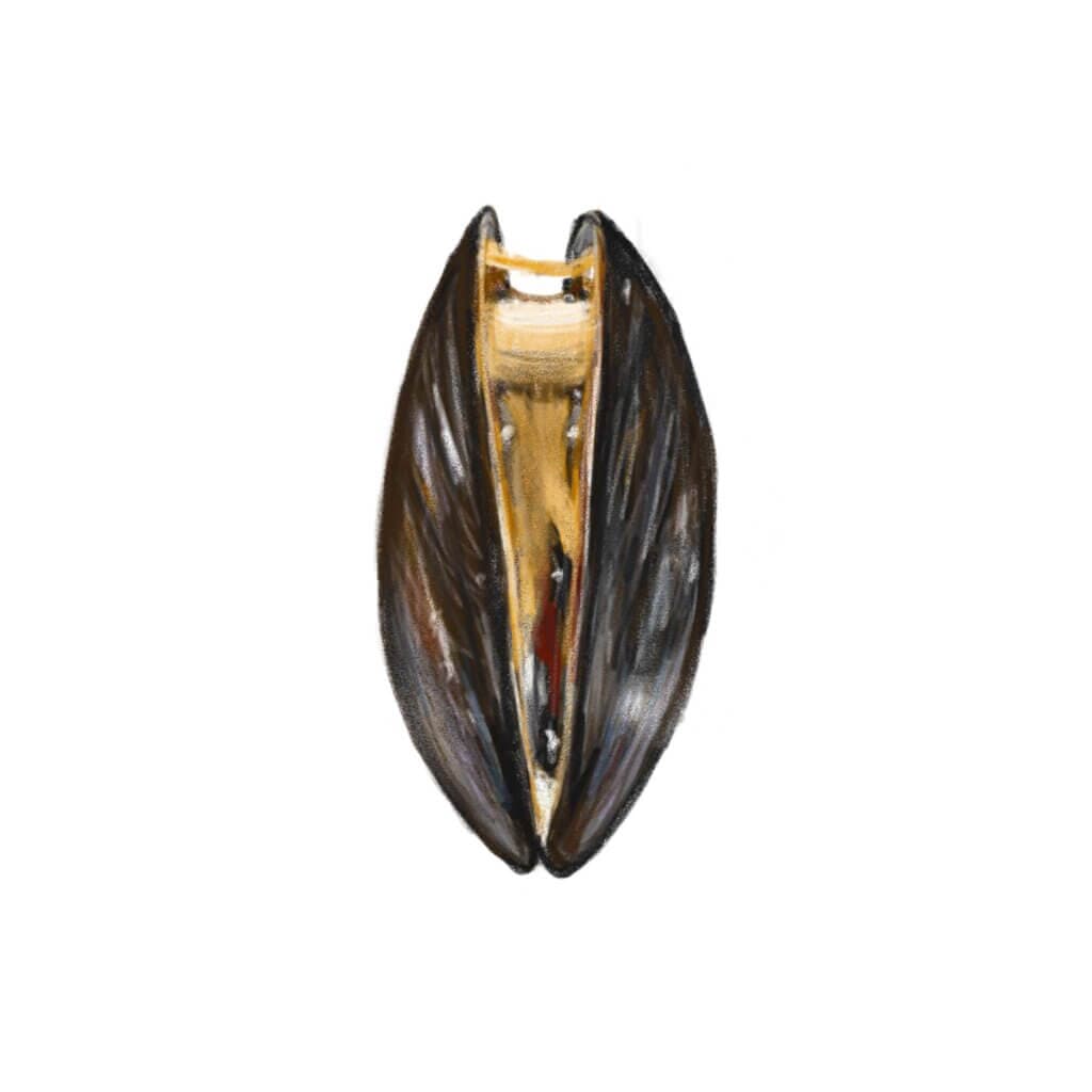 Mossel