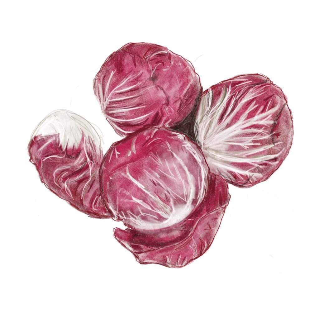 Radicchio