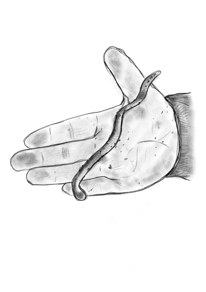 Regenworm